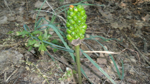 Arum elongatum subsp. detruncatum — photo