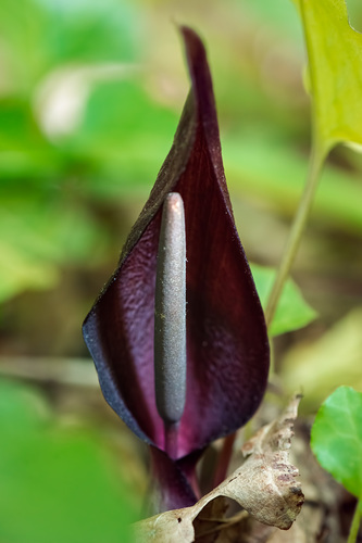 Arum elongatum subsp. detruncatum