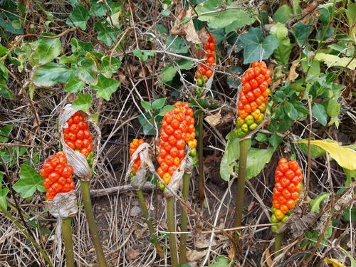 Arum italicum (Italian Arum) — photo