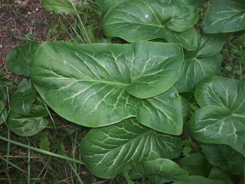 Arum italicum (Italian Arum) — photo