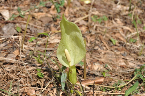 Arum italicum