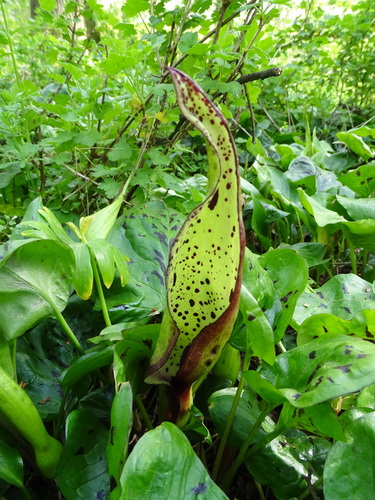 Arum maculatum (Cuckoo Pint) — photo