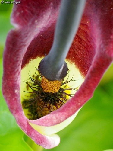 Arum palaestinum (Black calla lily) — photo