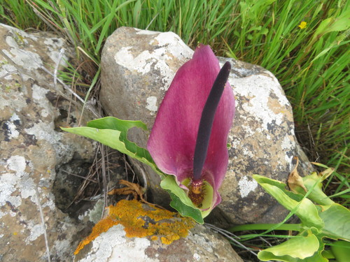 Arum palaestinum (Black calla lily) — photo