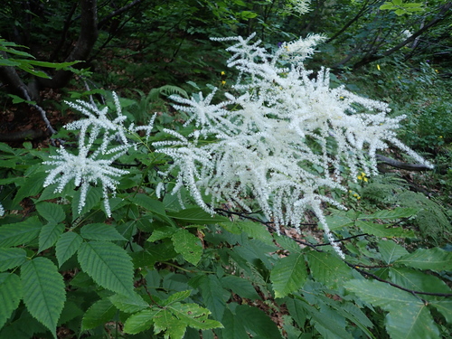 Aruncus sylvester — photo
