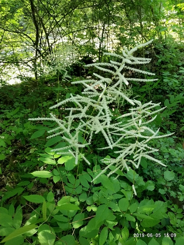 Aruncus sylvester — photo