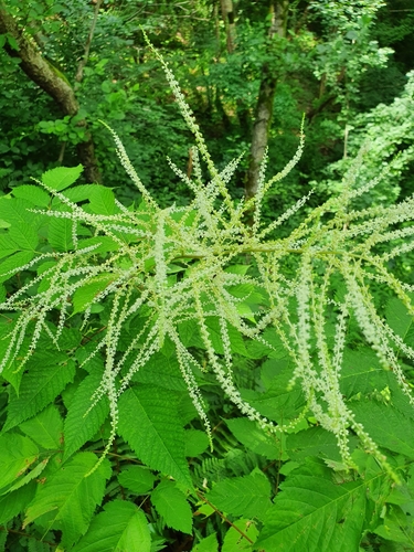 Aruncus sylvester