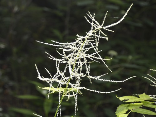 Aruncus vulgaris (Goat's beard) — photo