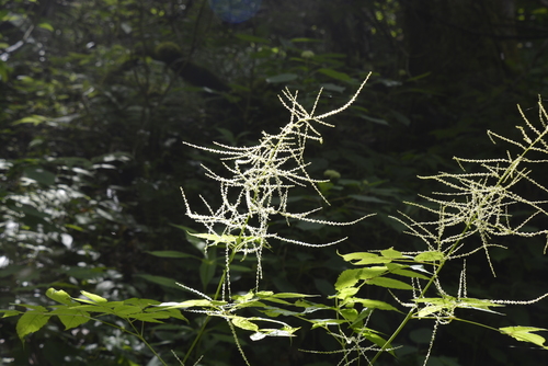 Aruncus vulgaris (Goat's beard) — photo