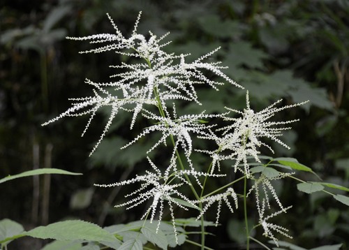 Aruncus vulgaris