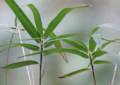 Arundinaria gigantea (Cane reed) — photo