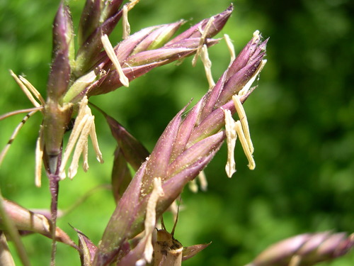 Arundinaria gigantea (Cane reed) — photo