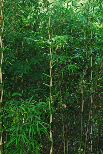 Arundinaria gigantea