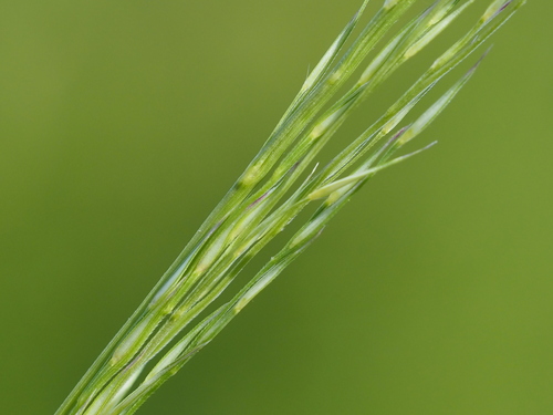 Arundinella setosa