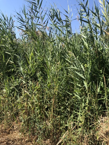 Arundo donax (Biblical Reed) — photo