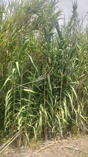 Arundo donax (Biblical Reed) — photo