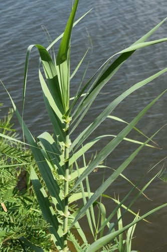 Arundo donax