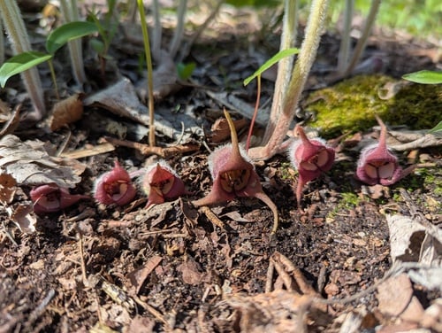 Asarum canadense (Wild ginger) — photo