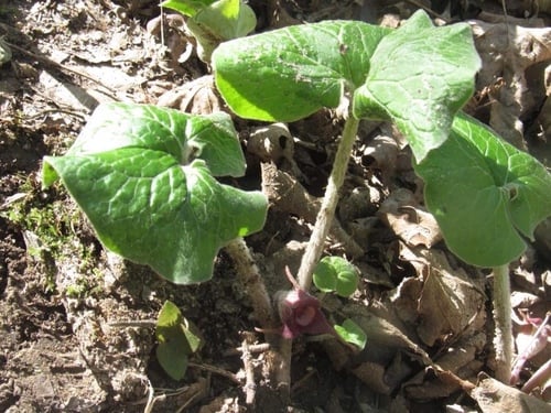 Asarum canadense (Wild ginger) — photo