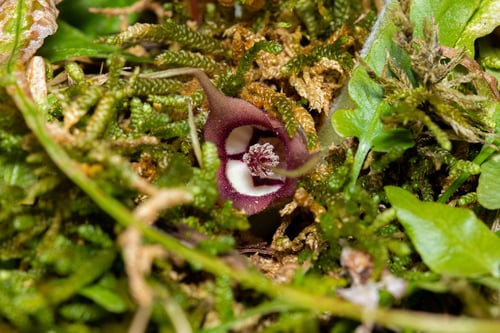 Asarum canadense