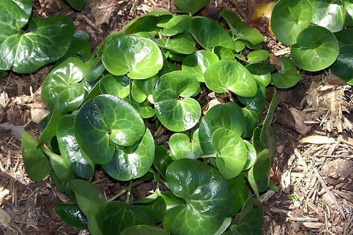 Asarum europaeum (European wild ginger) — photo