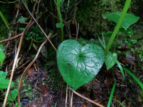 Asarum himalaicum