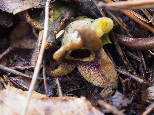 Asarum nipponicum — photo