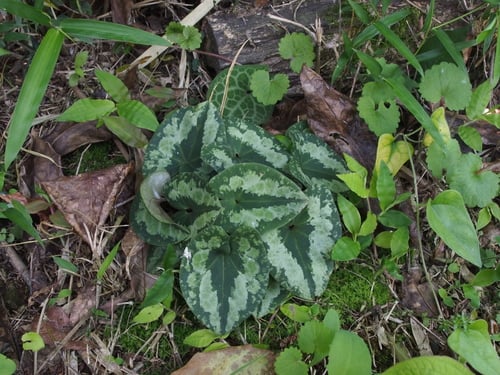 Asarum nipponicum — photo