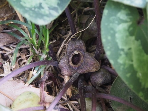 Asarum nipponicum