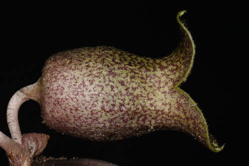 Asarum shuttleworthii (Mottle wild ginger) — photo