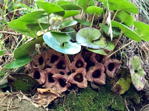 Asarum shuttleworthii
