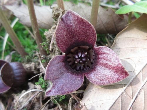 Asarum sieboldii — photo