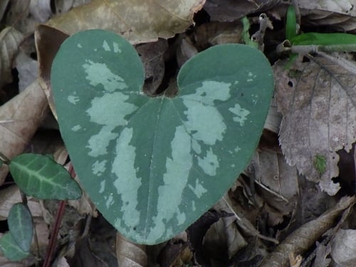 Asarum sieboldii — photo