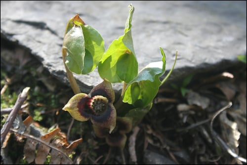 Asarum sieboldii