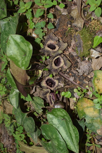 Asarum splendens (Chinese wild ginger) — photo