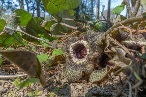 Asarum splendens (Chinese wild ginger) — photo