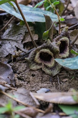 Asarum splendens