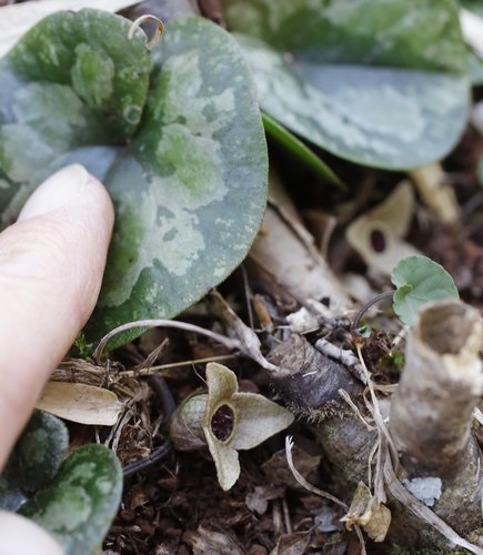 Asarum takaoi — photo