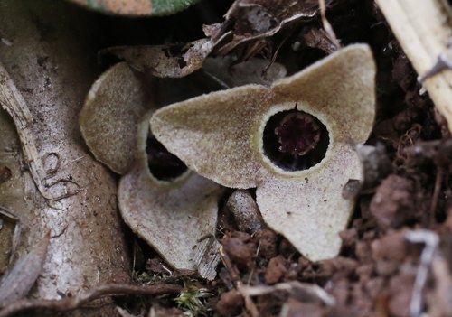 Asarum takaoi — photo