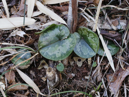 Asarum takaoi