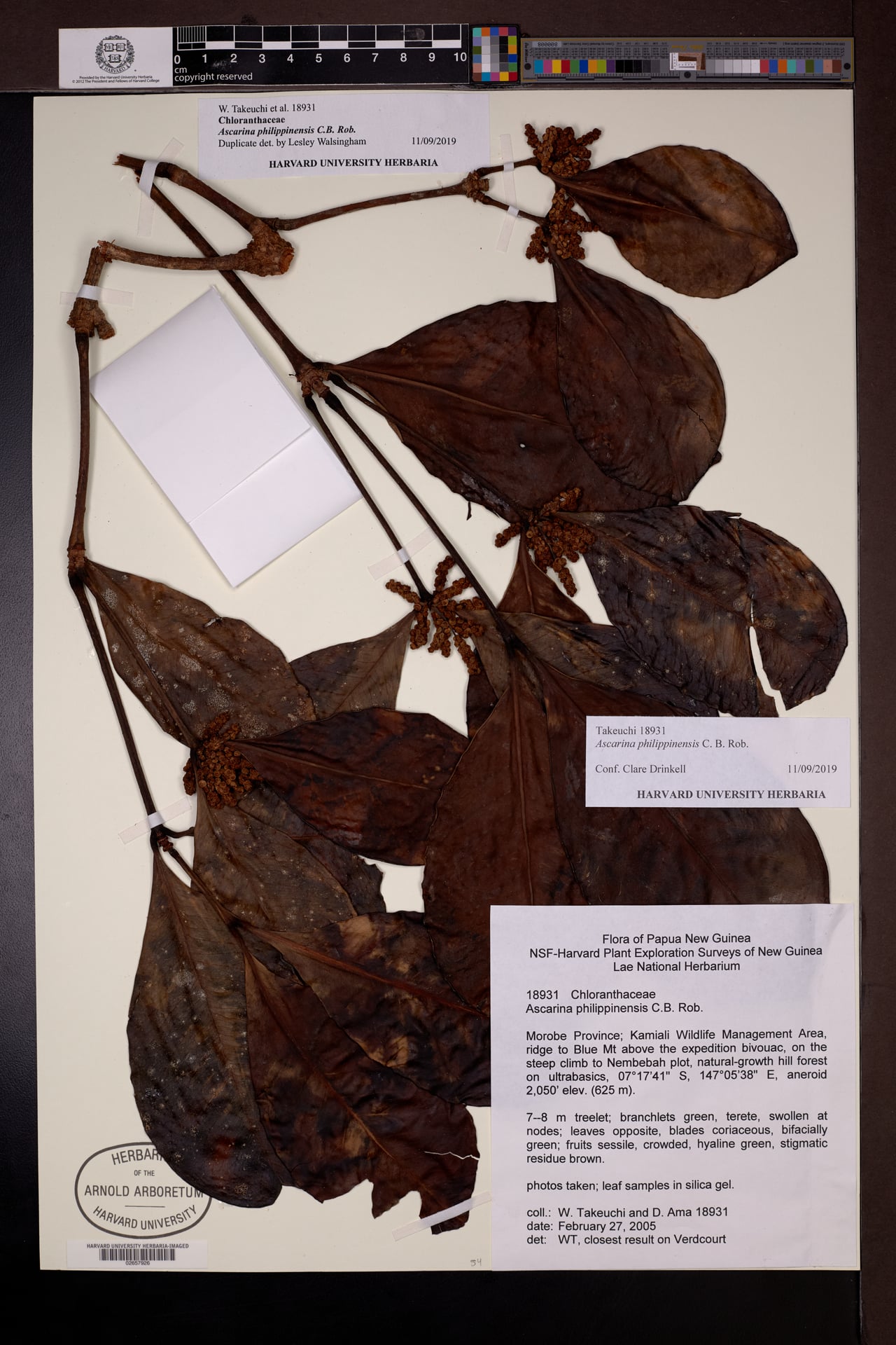 Ascarina philippinensis — photo
