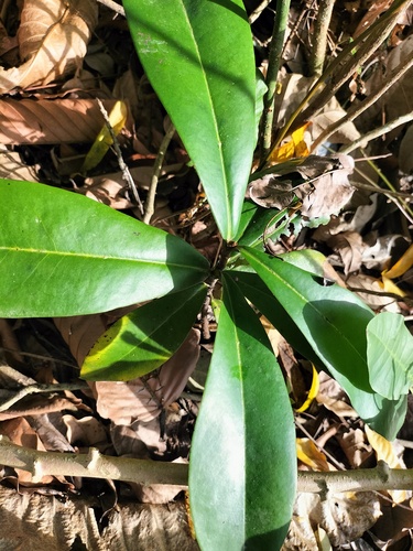 Chloranthaceae