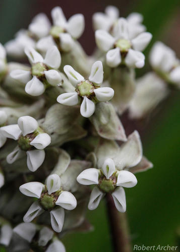 Asclepias adscendens (Pompom cartwheels) — photo