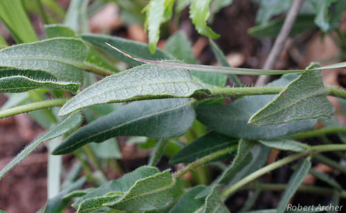 Asclepias adscendens (Pompom cartwheels) — photo
