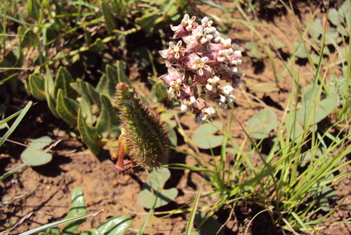 Asclepias adscendens