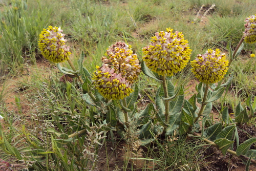 Asclepias albens (Cartwheels) — photo