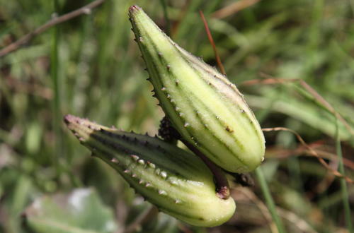 Asclepias albens (Cartwheels) — photo