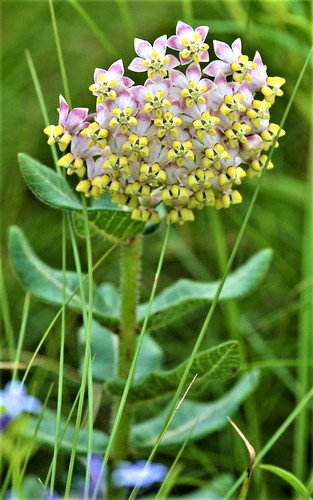 Asclepias albens