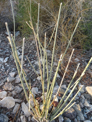 Asclepias albicans (Whitestem milkweed) — photo