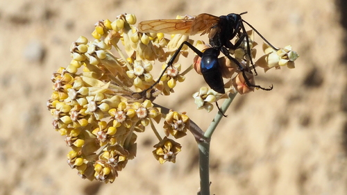 Asclepias albicans (Whitestem milkweed) — photo